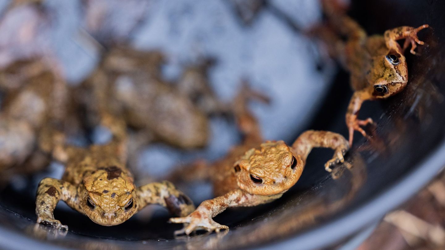 Naturschutz: Krötenwanderung – Trockenes Frühjahr und wenig Grasfrösche