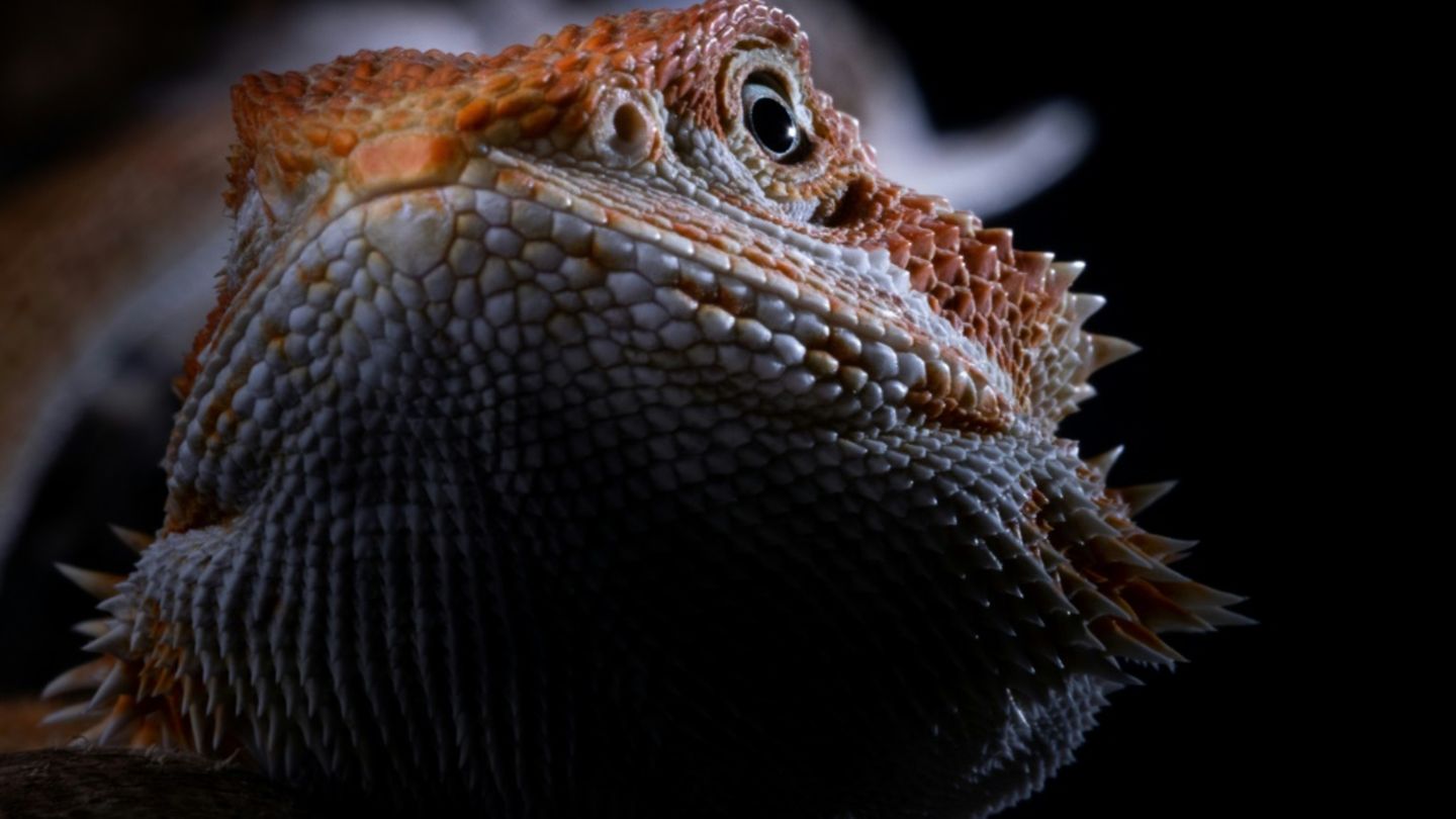 Reptilien in Baden-Württemberg ausgesetzt: Sieben Bartagamen gerettet