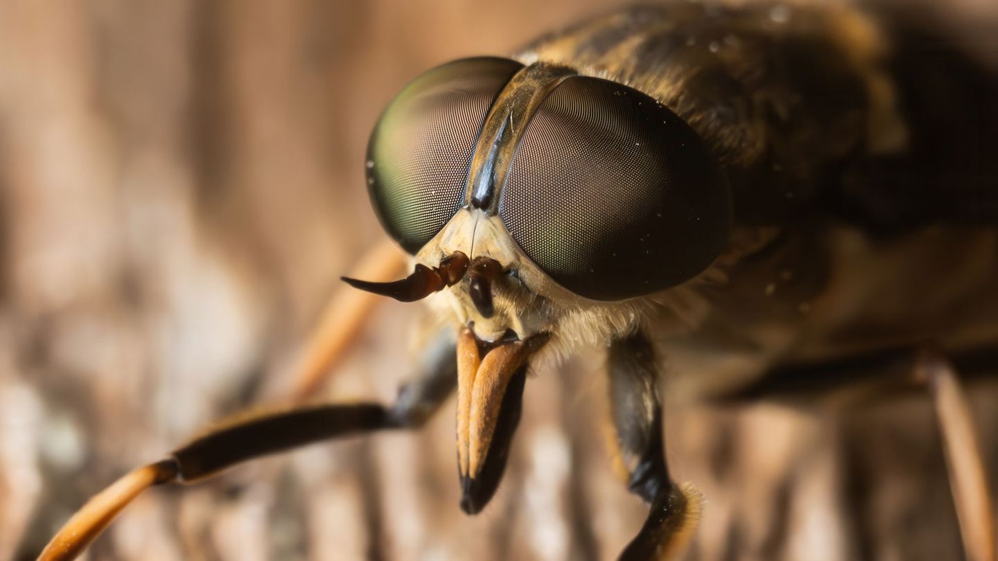 Insekten: Bremsen wieder unterwegs – Was hilft gegen die Blutsauger?