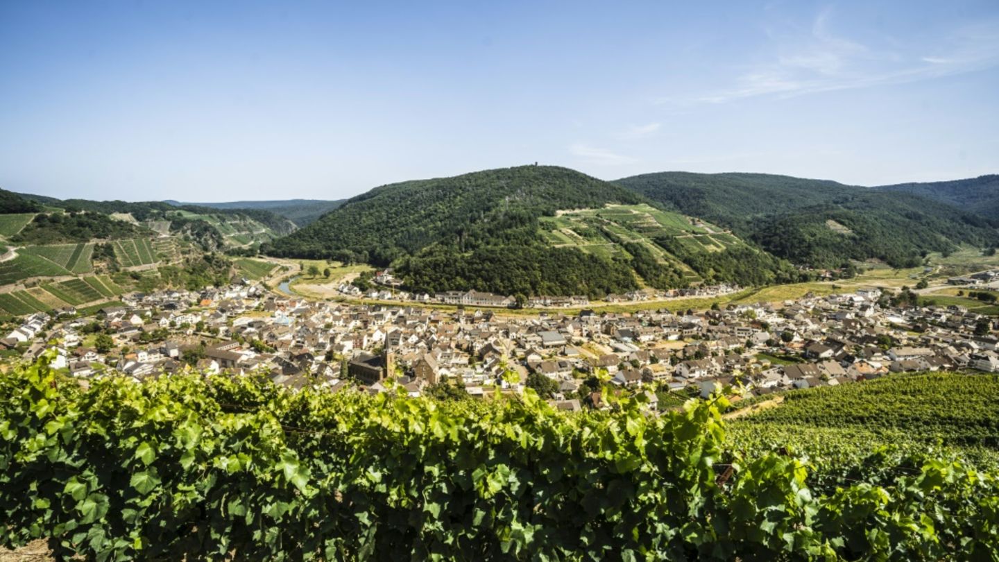 EU-Länder einigen sich auf Unterstützung für Weinbauern