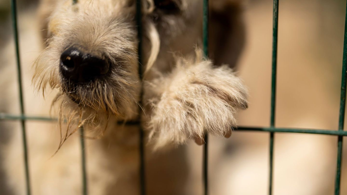 Tübingen: Hundebesitzer machen Urlaub und lassen Hund zu Hause zurück