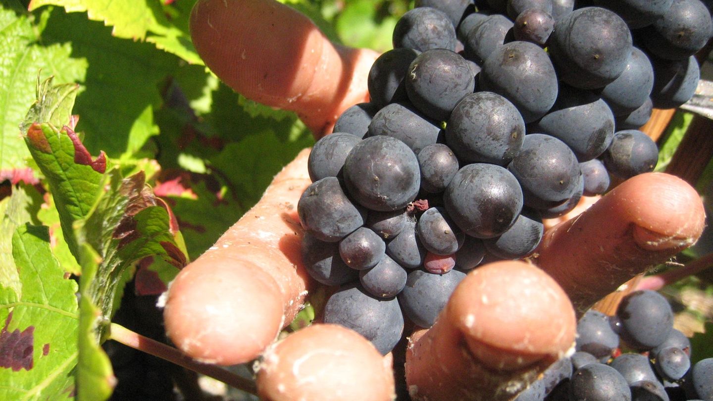 Champagner: Prozess um „Weinlese der Schande“ startet in Frankreich