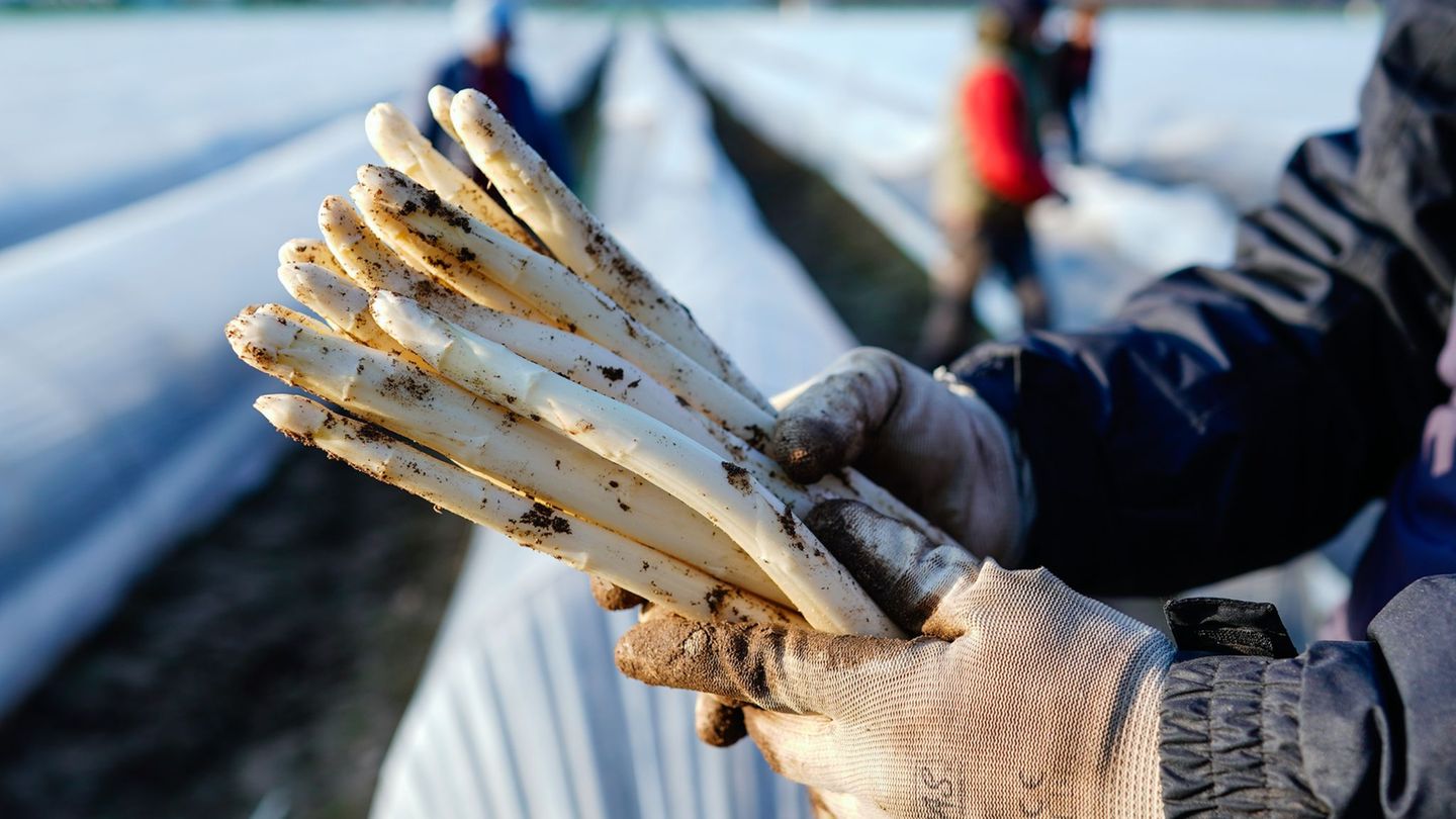Ernte: Letzte Chance auf deutschen Spargel – Verband: Saison stabil