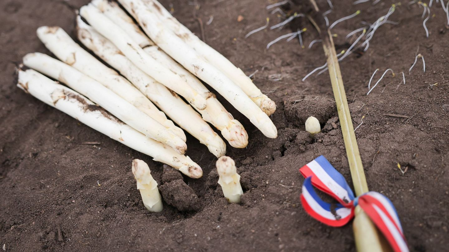 Spargelsaison endet: Spargelbauern mit Saison großteils zufrieden