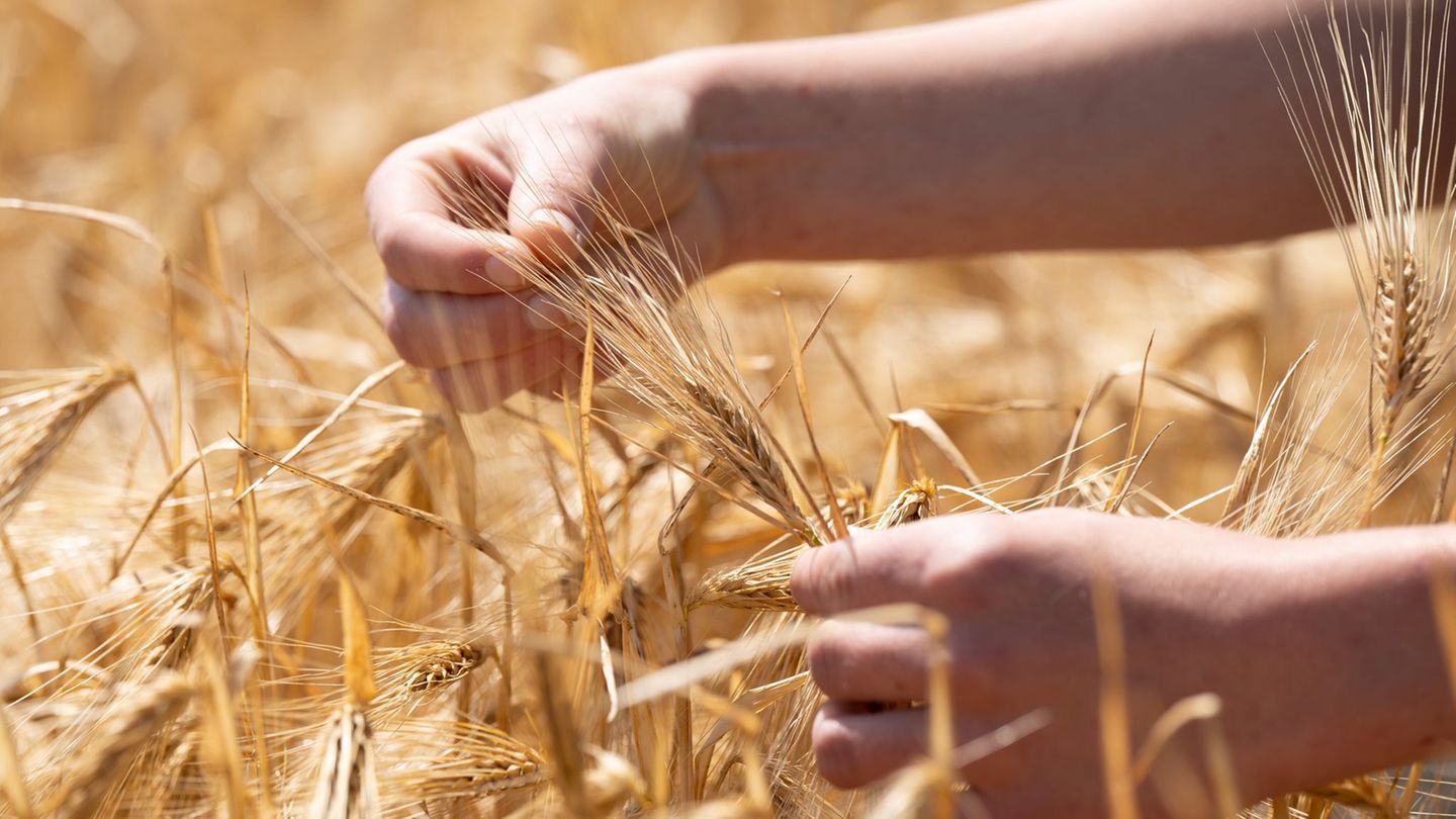 Situation der Landwirtschaft: Sinkende Getreidepreise lassen Bauern verzweifeln