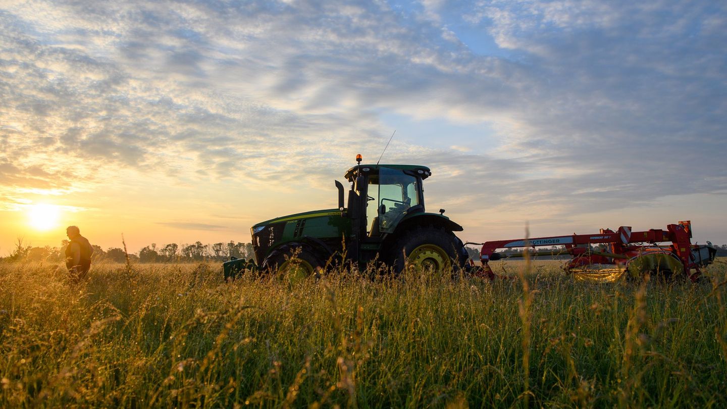 Landwirtschaft: Bauernverband: Ernte 2025 fällt regional unterschiedlich aus