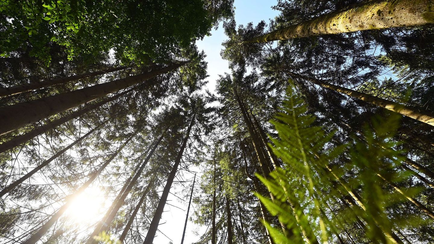 Waldbrandgefahrenindex: Waldbrandgefahr steigt im Südwesten