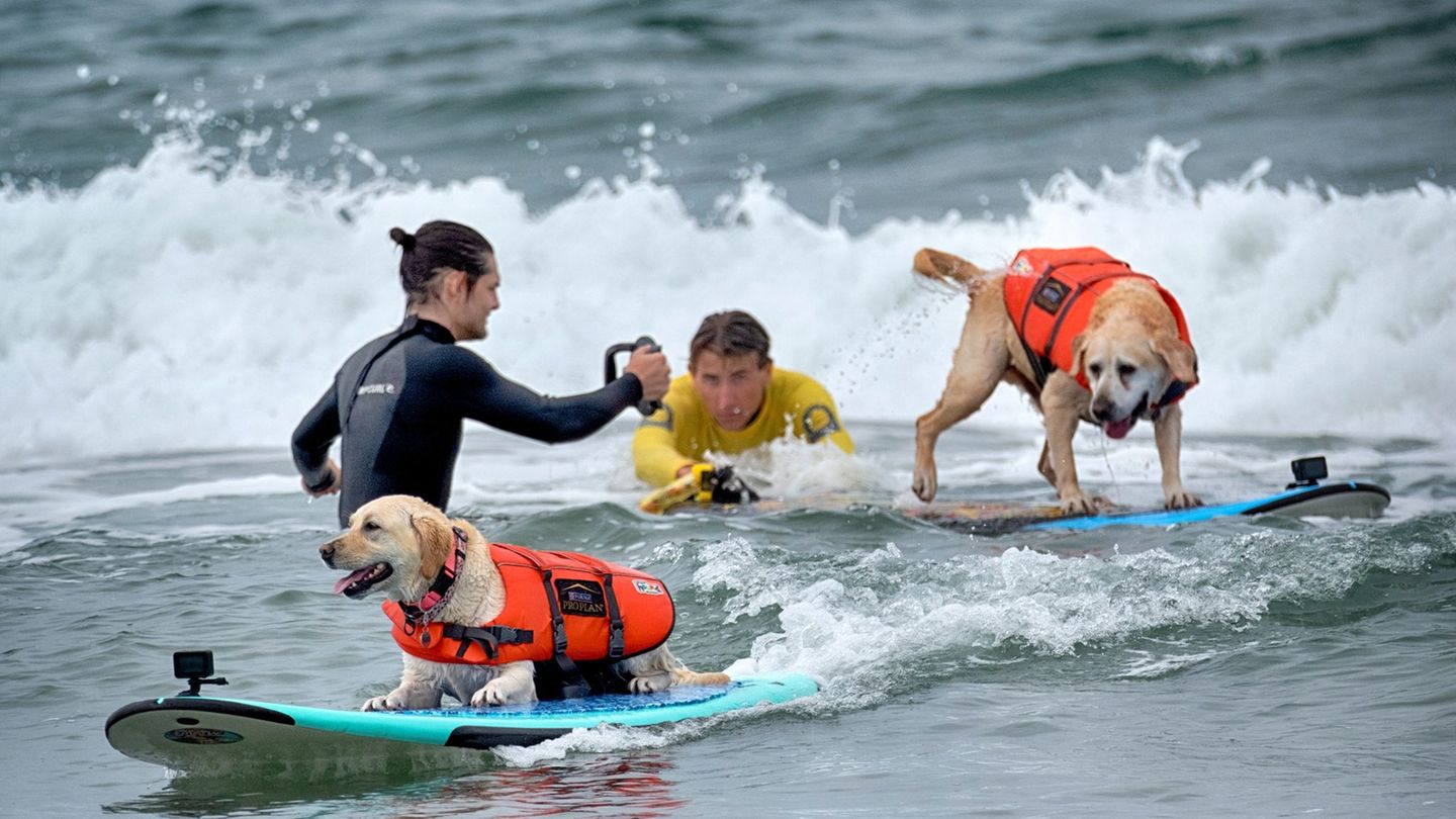 Wettbewerb in Kalifornien: „Es gibt nichts Niedlicheres“: Hunde wetteifern um Surftitel