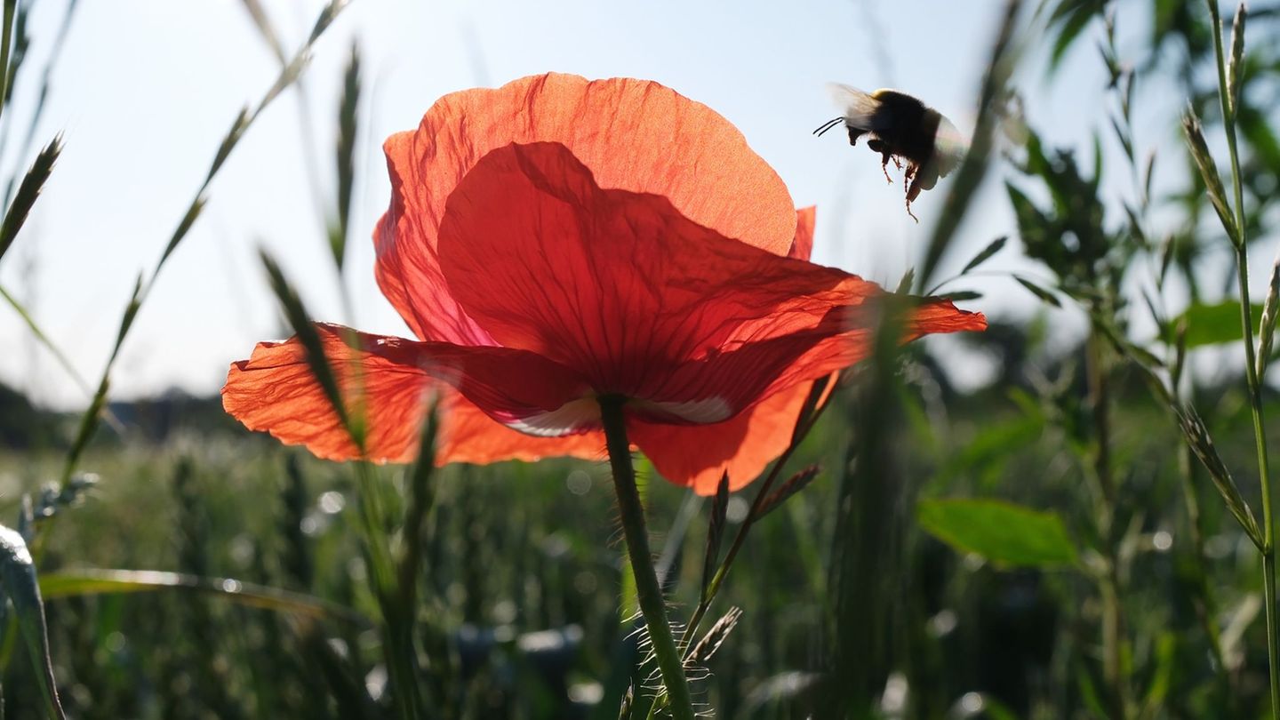 Sonnenwende: Sommeranfang: Deutschland schwitzt bei bis zu 37 Grad