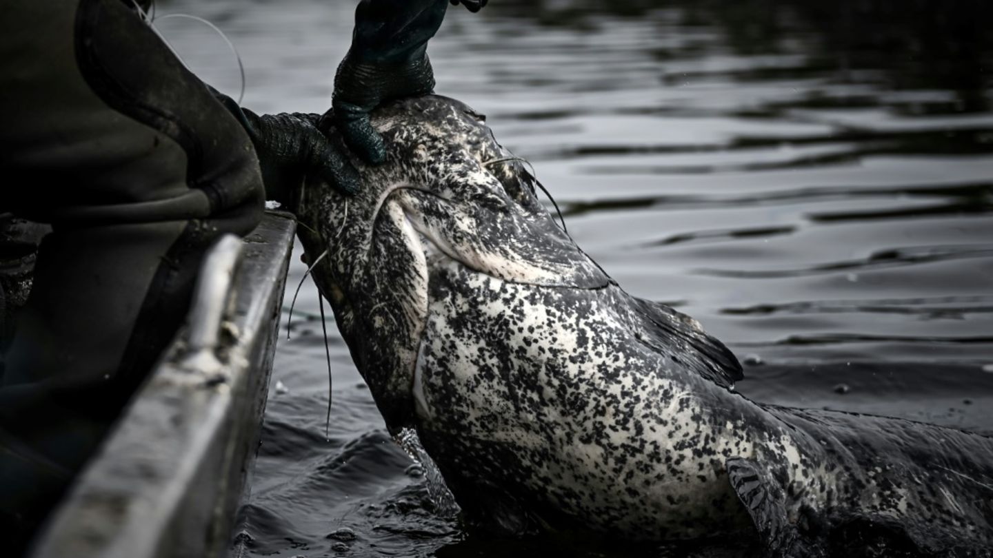 Zwei-Meter-Wels verletzt Badegäste: Polizei in Bayern erschießt aggressiven Fisch