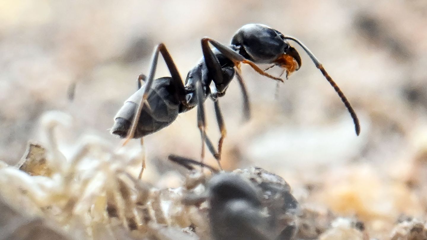 Insekten in Superkolonien: Wie gegen die eingewanderte Ameise vorgegangen werden kann