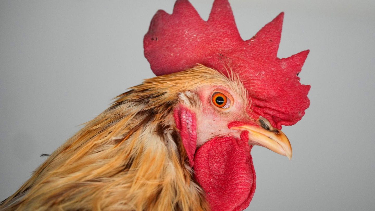 Tierschutz kontra Brauchtum: „Hahneköppen“ bleibt erlaubt – aber Auflagen strenger
