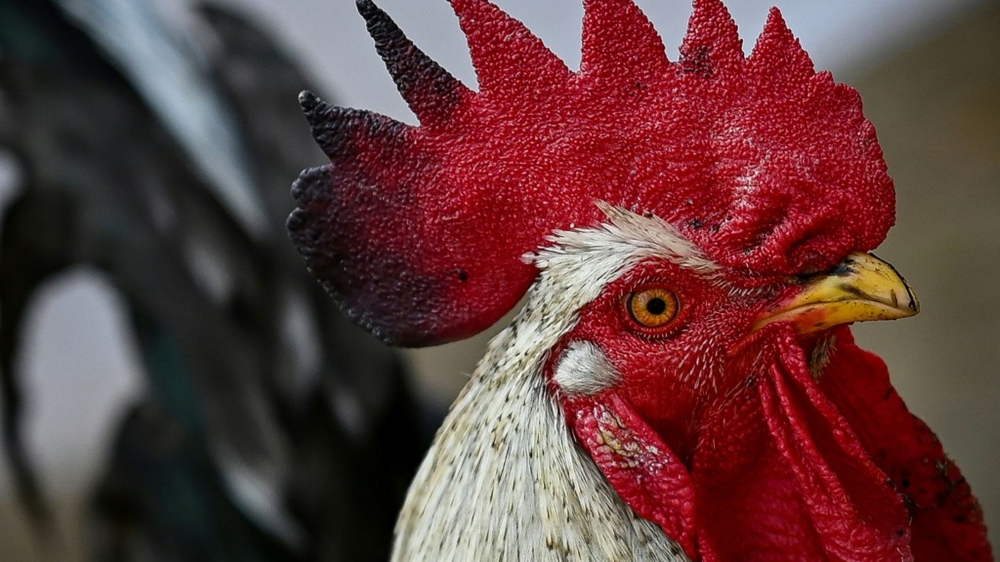 Brauchtum Hahneköppen bleibt in Solingen unter Auflagen erlaubt