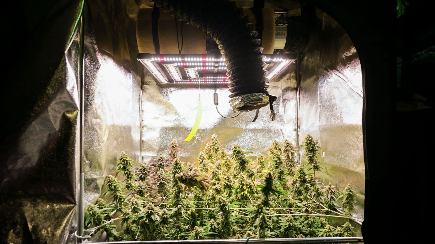 Cannabis-Legalisierung: Zehn Hamburger Vereinigungen bauen Cannabis an