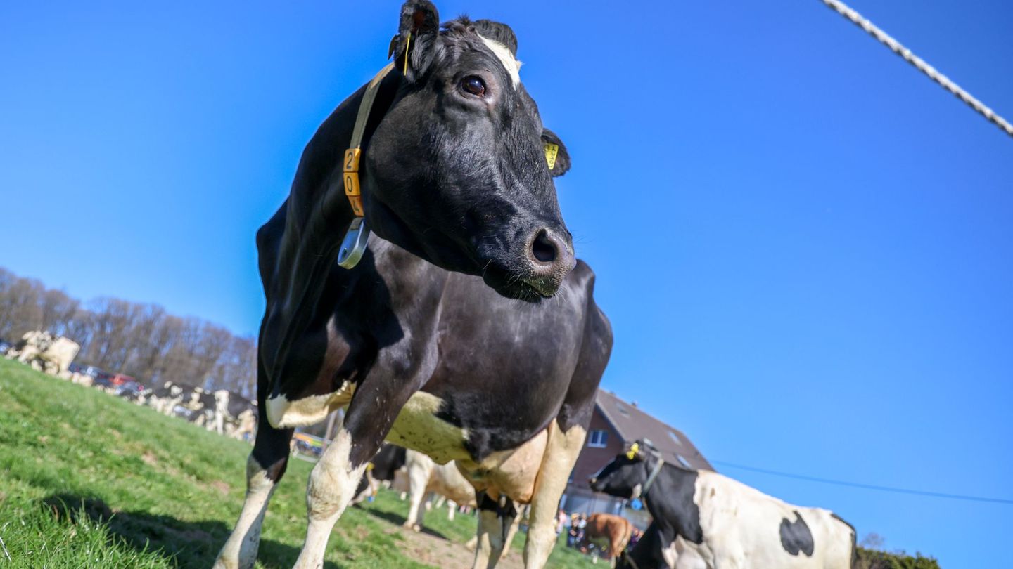 Nächtlicher Einbruch: Bullensperma nicht gestohlen, sondern andernorts gelagert
