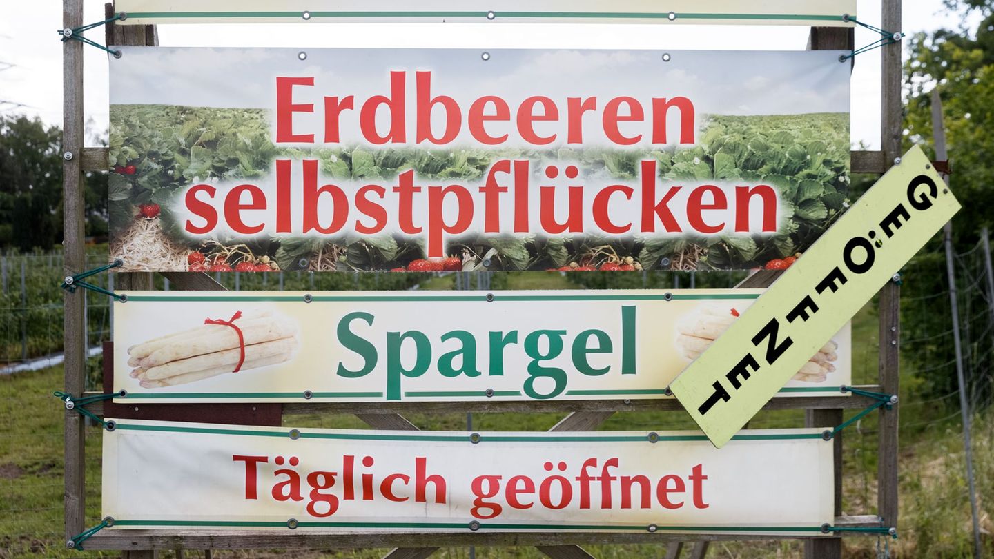 Erdbeeren zum Selbstpflücken: Gegen das Sattessen – Mindestabnahme auf dem Erdbeerfeld?