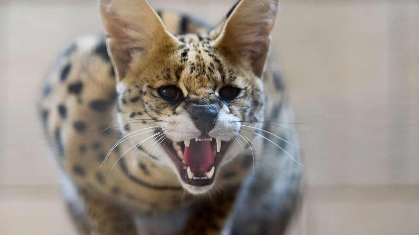 Landkreis Rostock: Exotische Raubkatze nahe Rostock vermutet