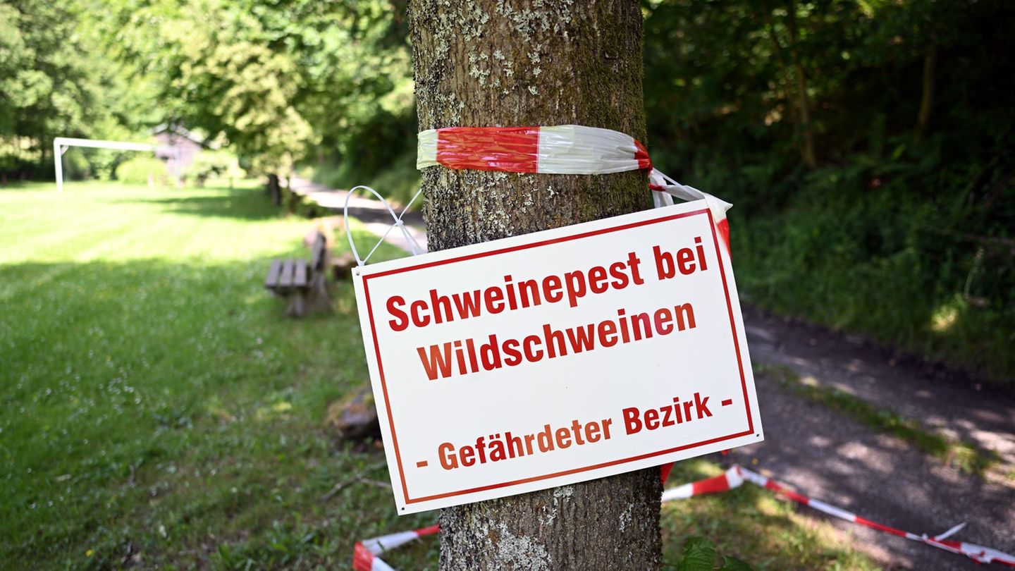 Tierseuche: Schweinepest: Drei weitere tote Wildschweine infiziert