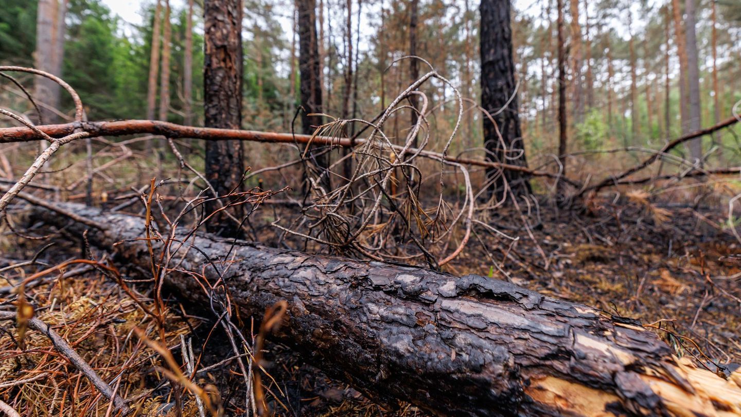 Wetter: Große Waldbrandgefahr in Bayern