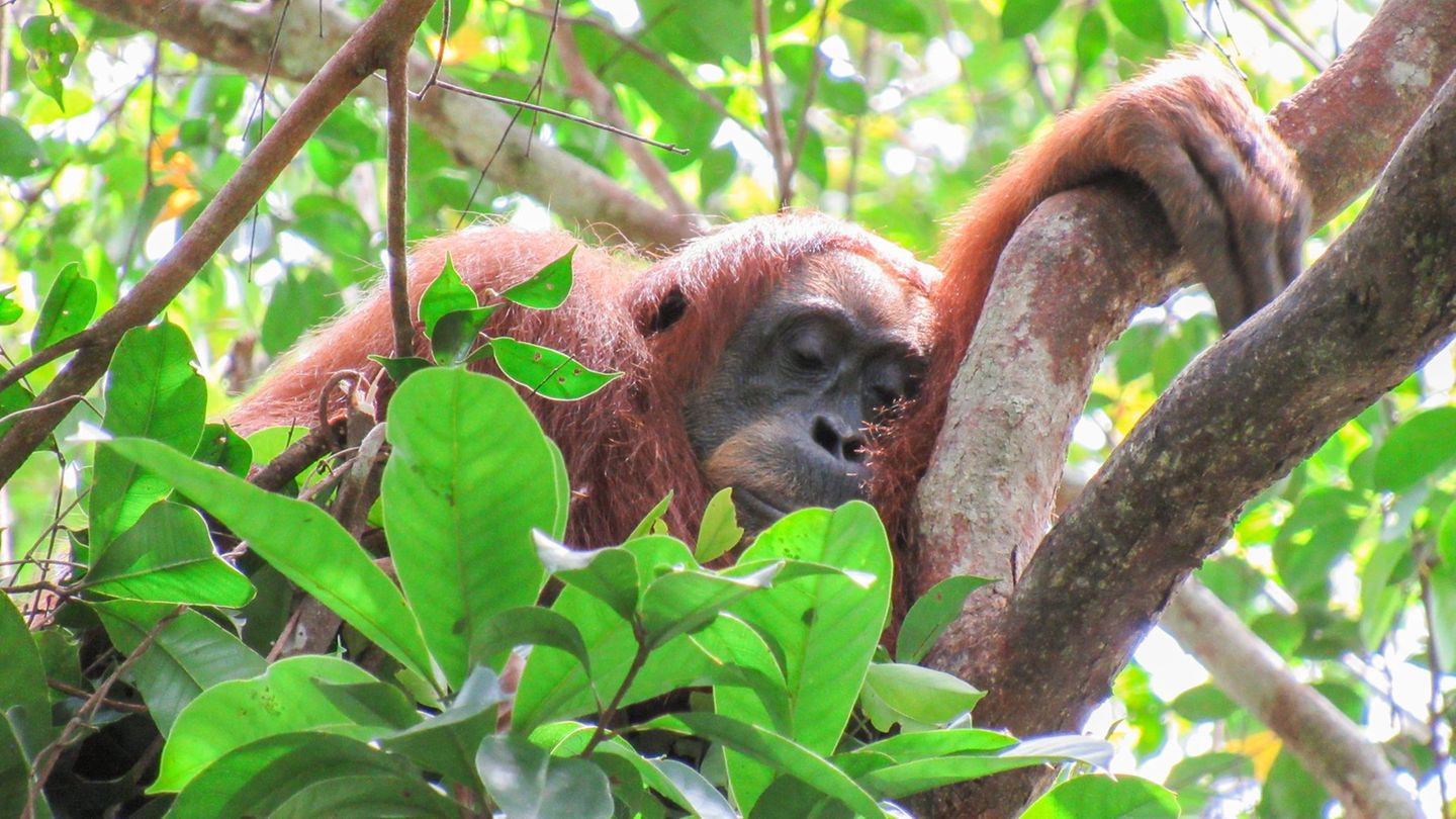 Powernap gegen Schlafmangel: Auch Orang-Utans halten Mittagsschläfchen