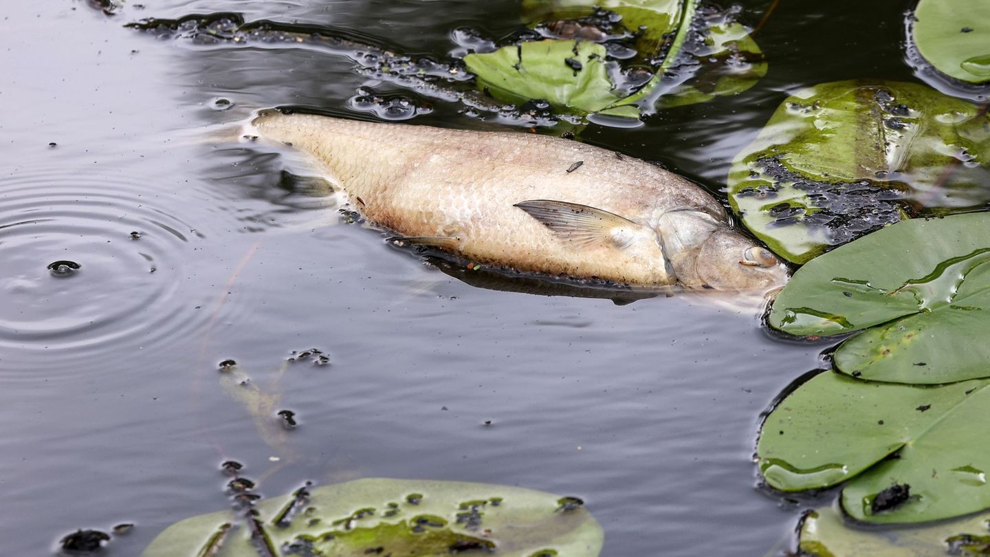 Sauerstoffmangel: Umweltverbände befürchten Fischsterben im Hamburger Hafen