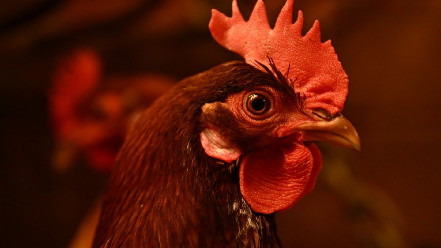 Legehennenstall mit tausenden Tieren brennt in Niedersachsen