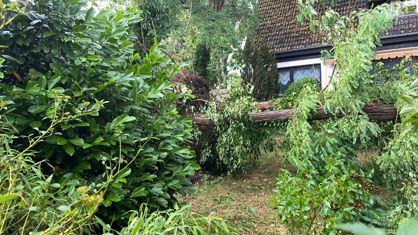 Unwetter in Berlin: Tausende Bäume beschädigt – Tegeler Forst vorerst gesperrt