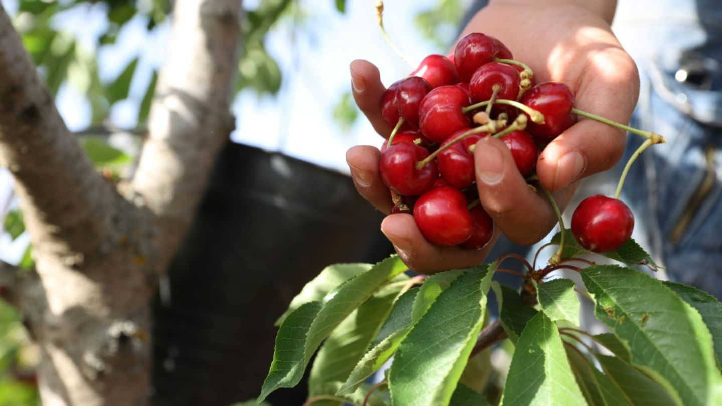 Obstbetriebe erwarten sehr gute Kirschenernte
