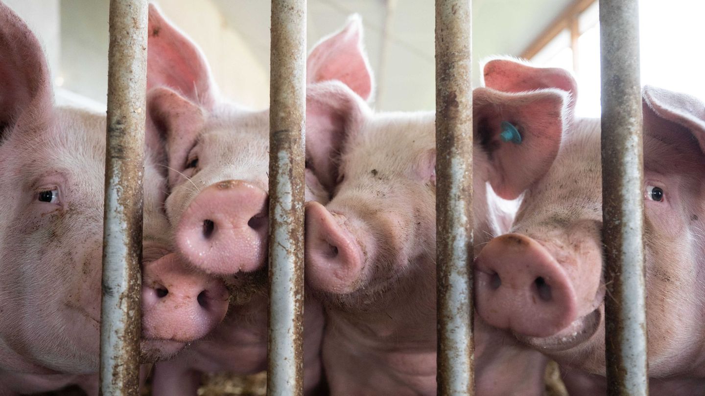 Tierhaltung: Etwas weniger Schweine und Rinder im Südwesten