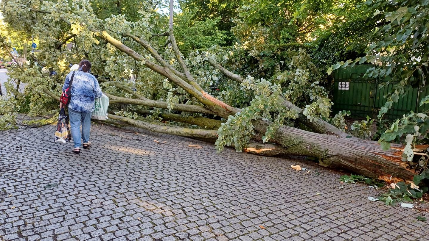 Unwetterfolgen: Bezirksamt Mitte: Parks nach Unwetter vorerst nicht betreten