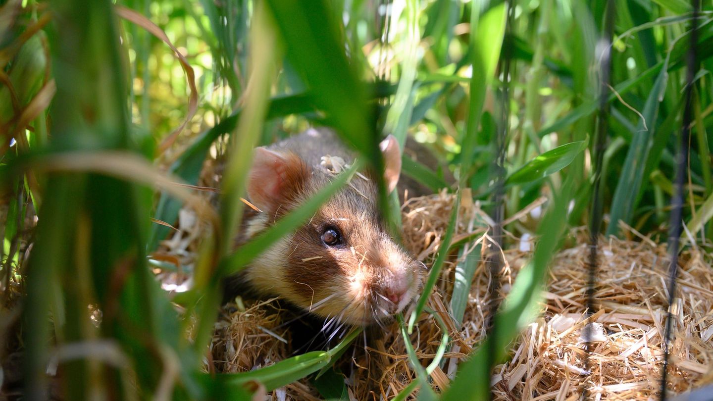 Schutzprojekt: Bedrohte Feldhamster in Göttingen ausgewildert