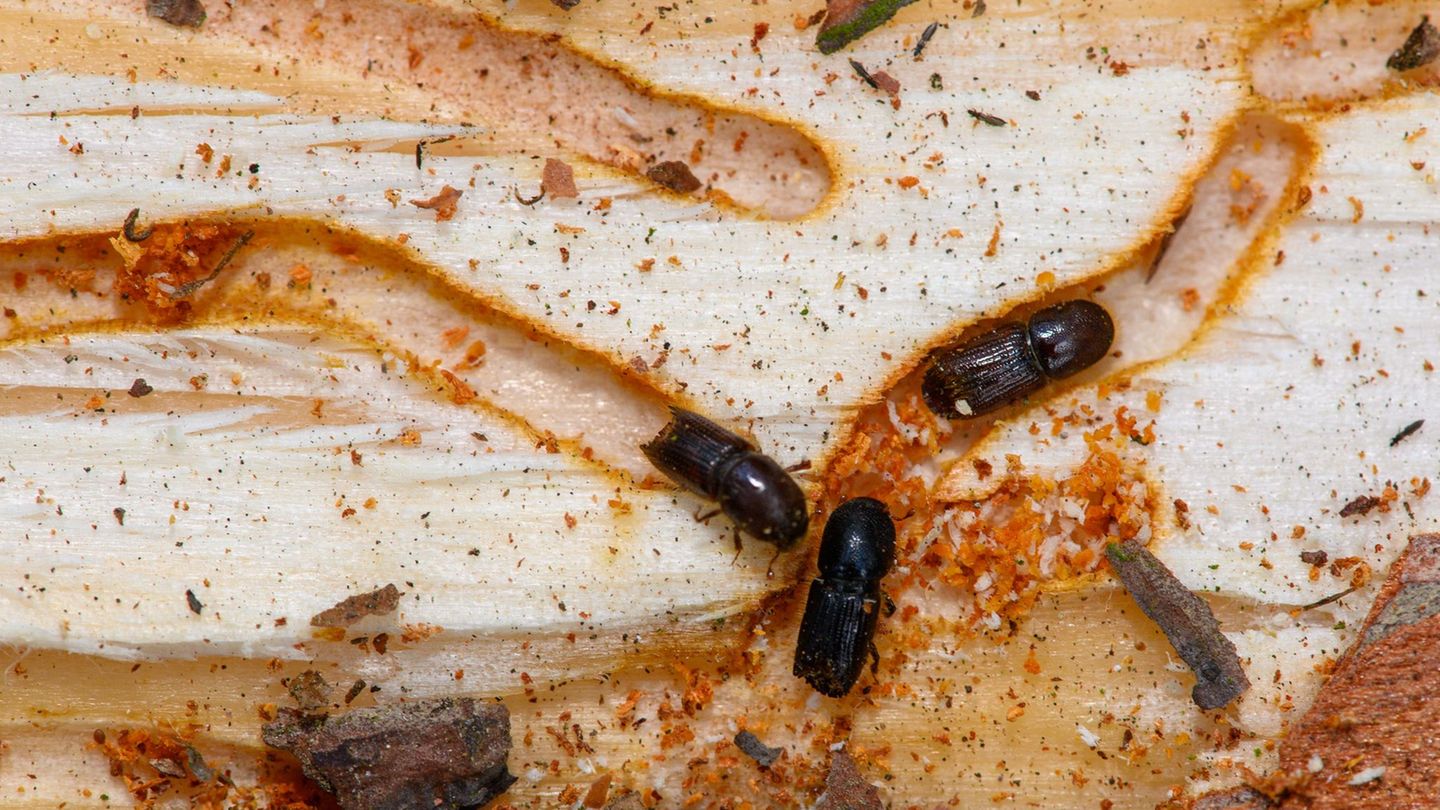 Baumschädlinge: Borkenkäfer-Situation in Sachsen aktuell entspannt