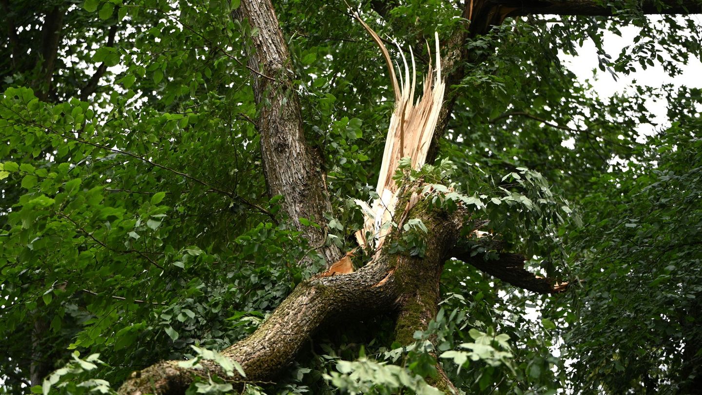 Unwetter: Forstbehörde warnt vor Gefahr: Tegeler Forst bleibt gesperrt