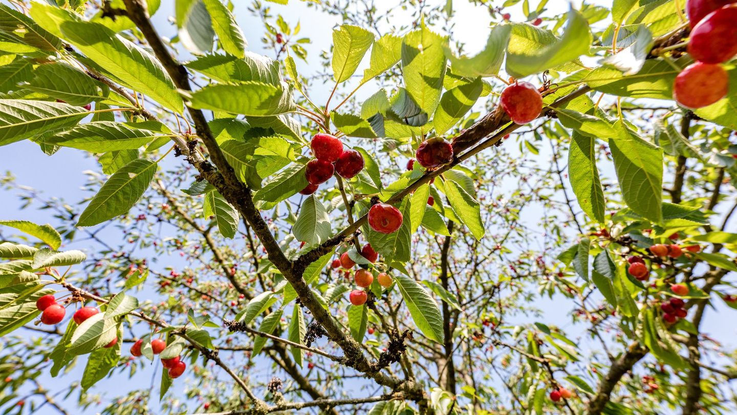 Obstanbau: Kirschenernte besser als im Katastrophenjahr