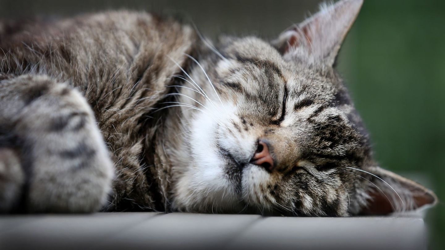 Langschläfer mit Vorzugsseite: Katzen sind Linksschläfer – aus gutem Grund