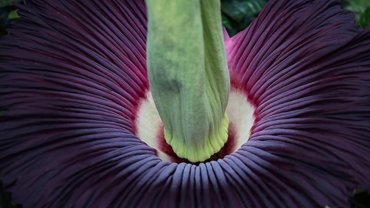 Seltenes Phänomen: Riesenblume blüht im Botanischen Garten – nur für drei Tage