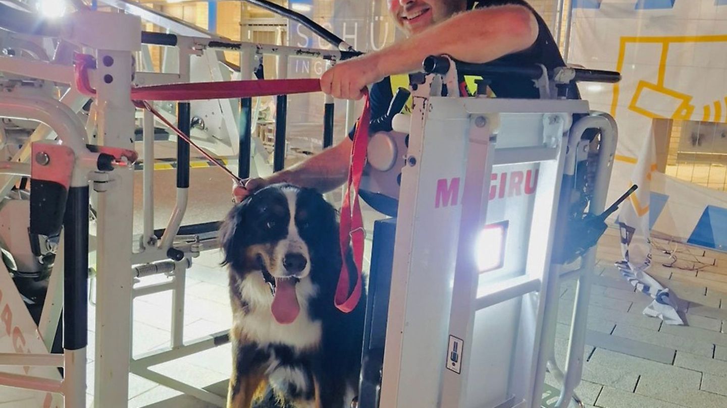 Tiere: Feuerwehr rettet Hund vom Dach eines Einkaufszentrums