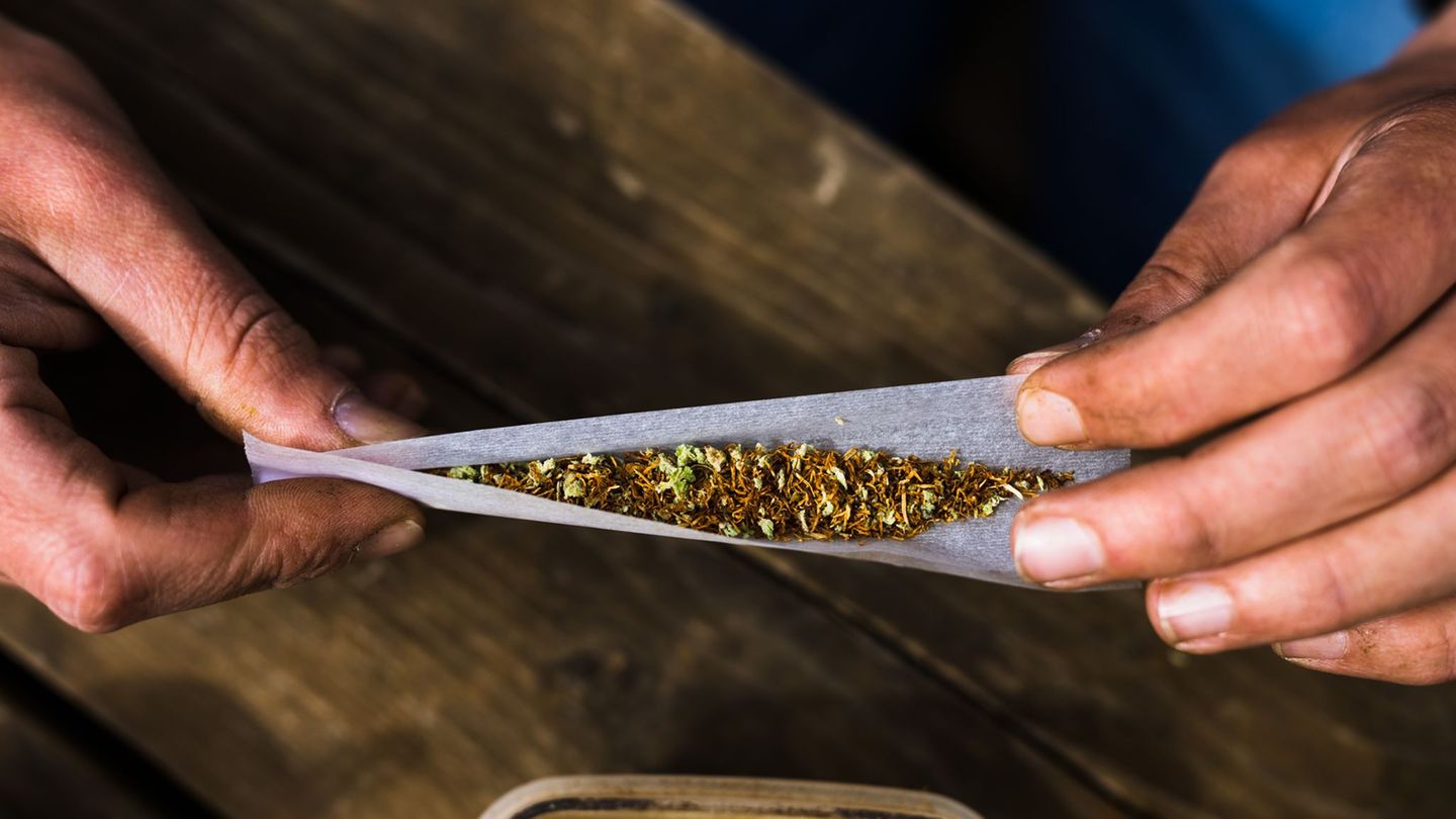 Pilotprojekt: Cannabis-Anbau in Rheinland-Pfalz: „Die Lernkurve war steil“