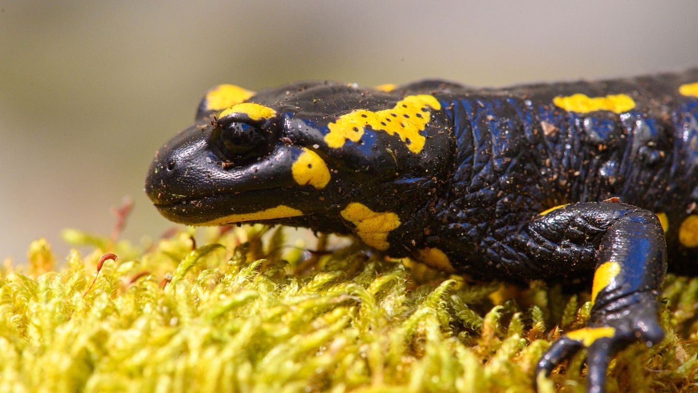 Tiere im Wetterstress: Feuersalamander akut wegen Wassermangel bedroht