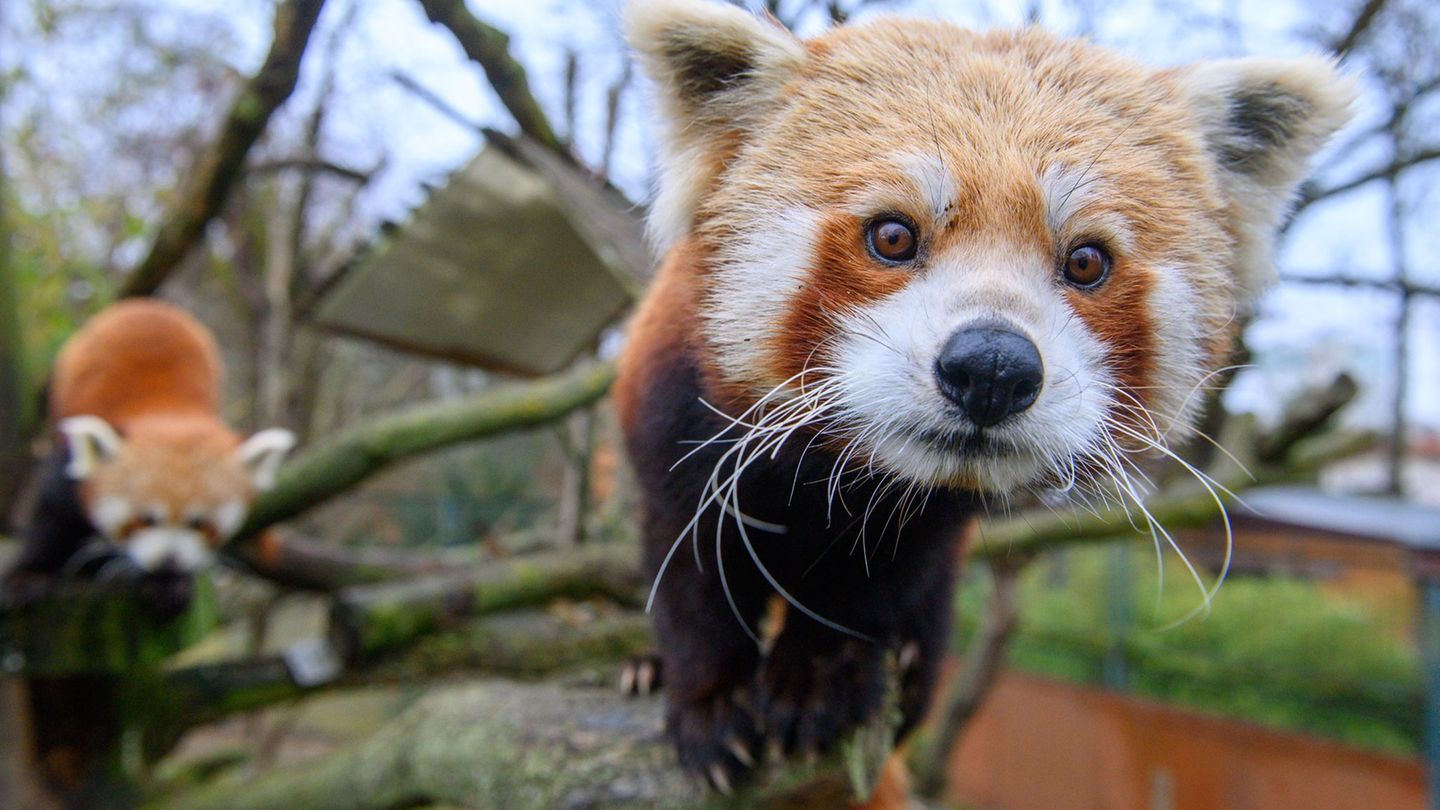 Tiere: Görlitzer Panda-Nachwuchs beim Gesundheitscheck