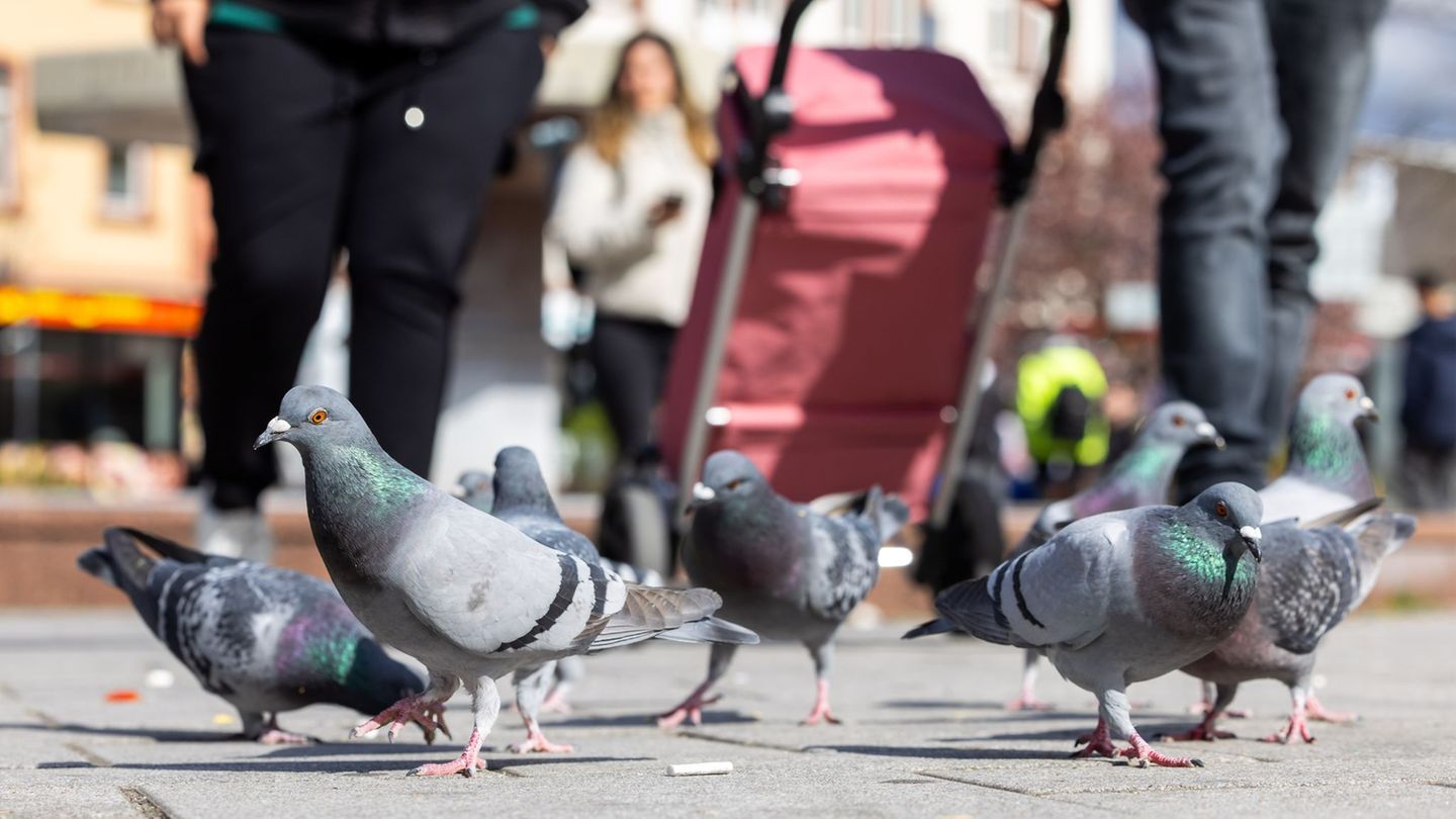 Tiere: Limburg erhält keine Genehmigung zur Taubentötung