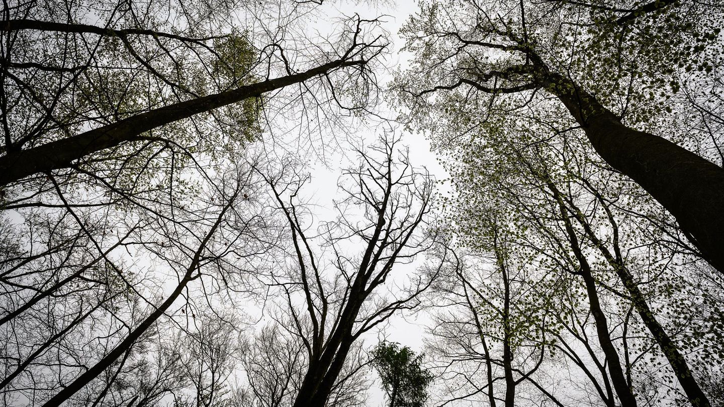 Reinhäuser Wald: Frauenleiche in Wald bei Göttingen gefunden