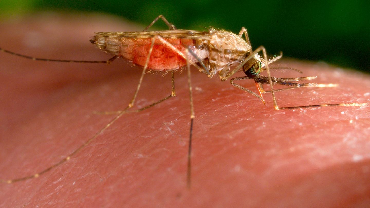 Krankheiten: WHO erklärt Suriname für malariafrei