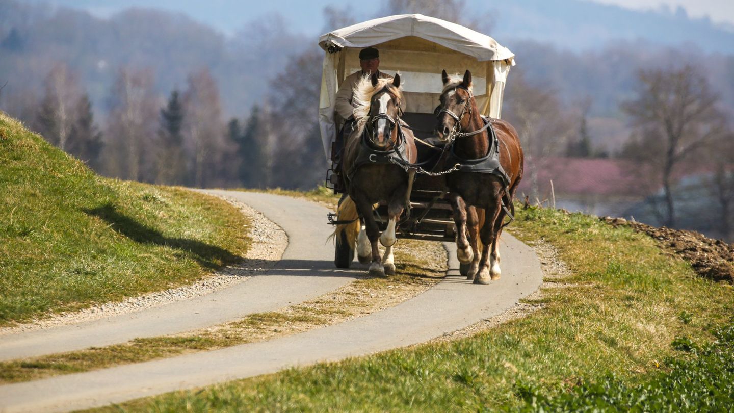 Tiere: Pferde rennen mit herrenloser Kutsche durch Altstadt