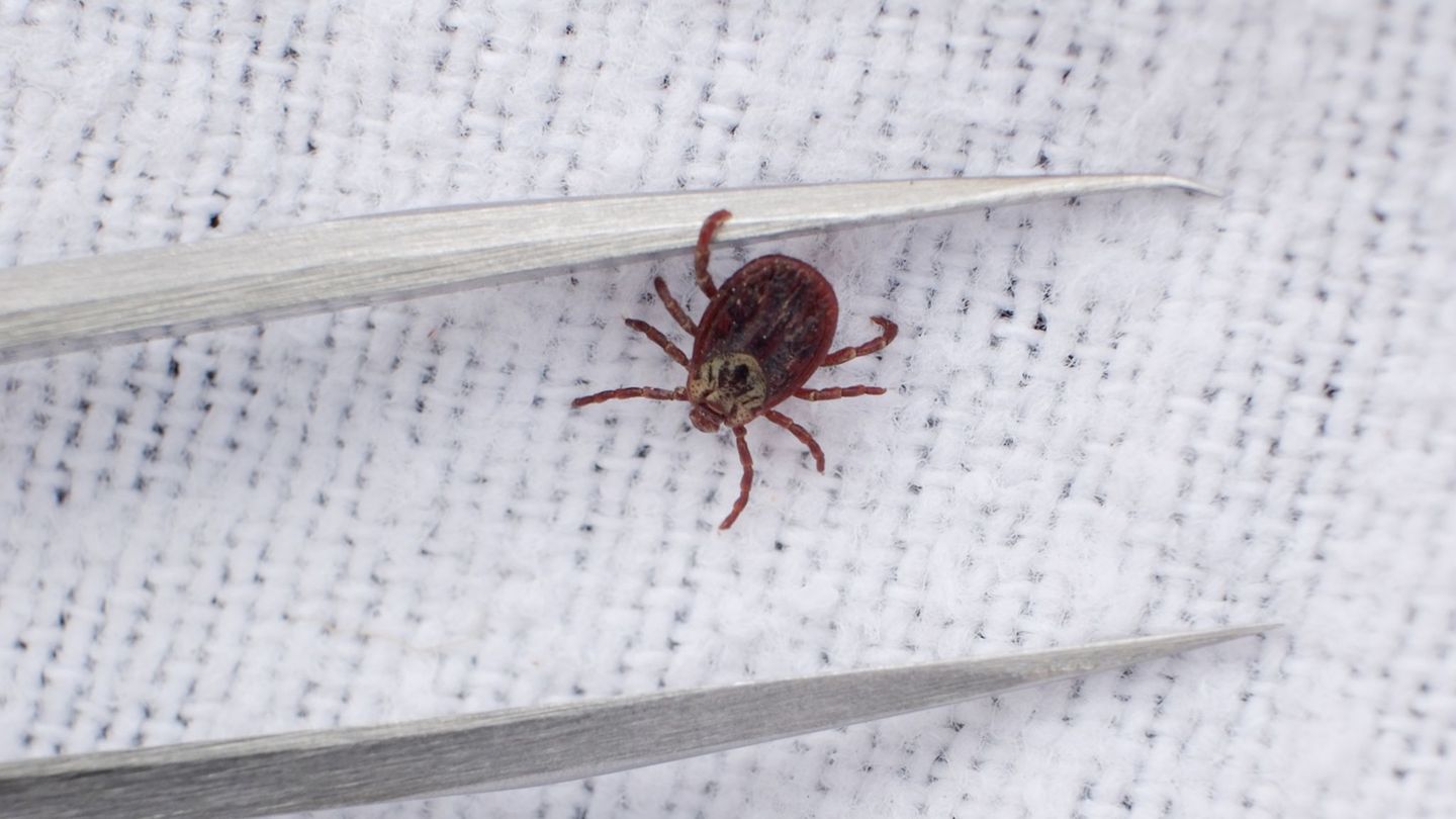 Gesundheit: Bereits 535 Borreliose‑Fälle in Sachsen – deutlicher Anstieg