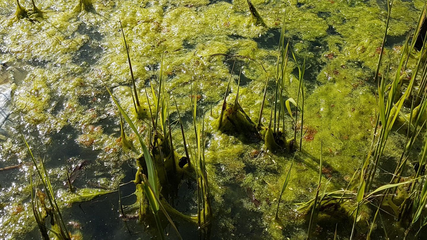 Gartenpflege: Fadenalgen bekämpfen: So wird Ihr Teich im Sommer wieder klar