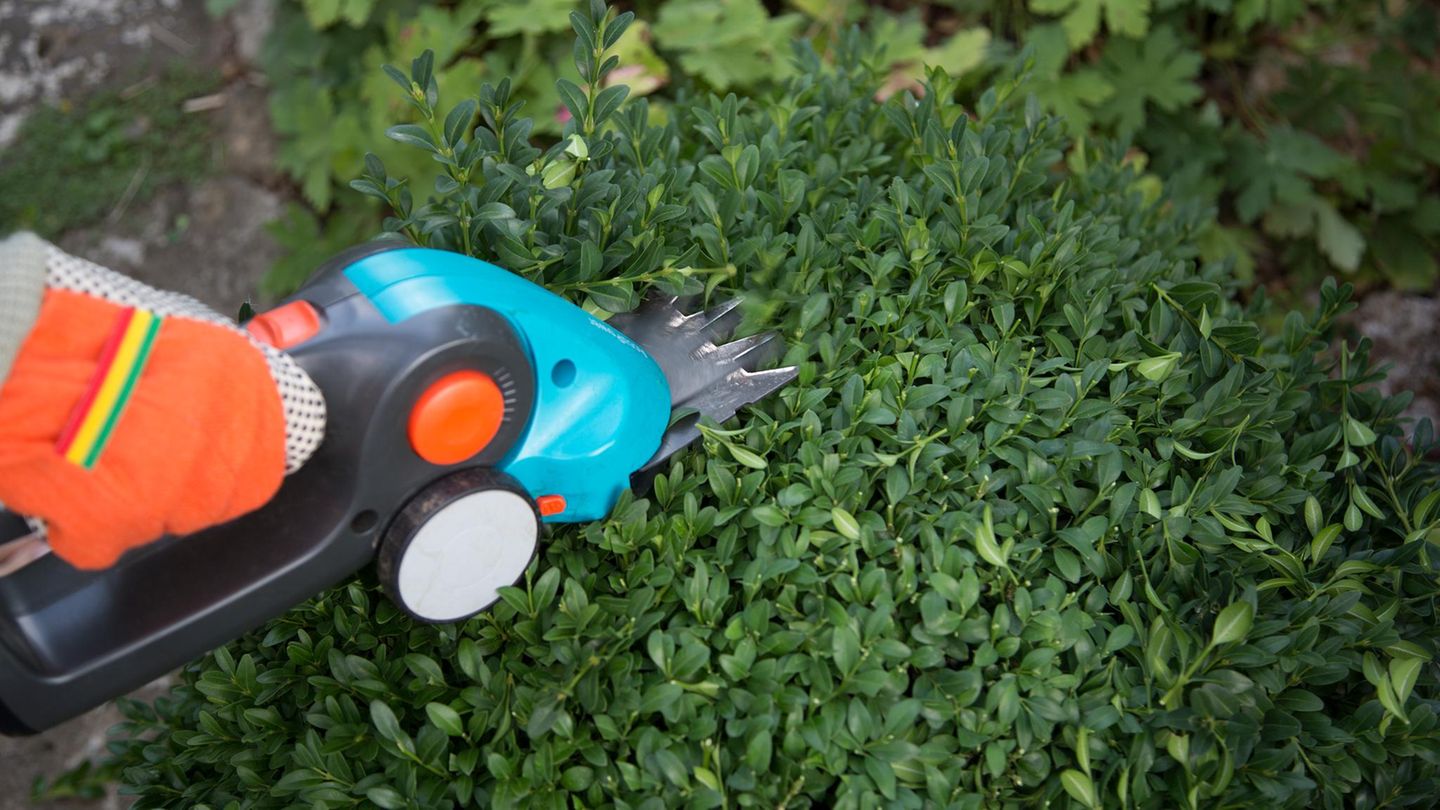 Sommersaison: Gardena Akku-Grasschere für 69 statt 115 Euro: Garten-Angebote am Dienstag