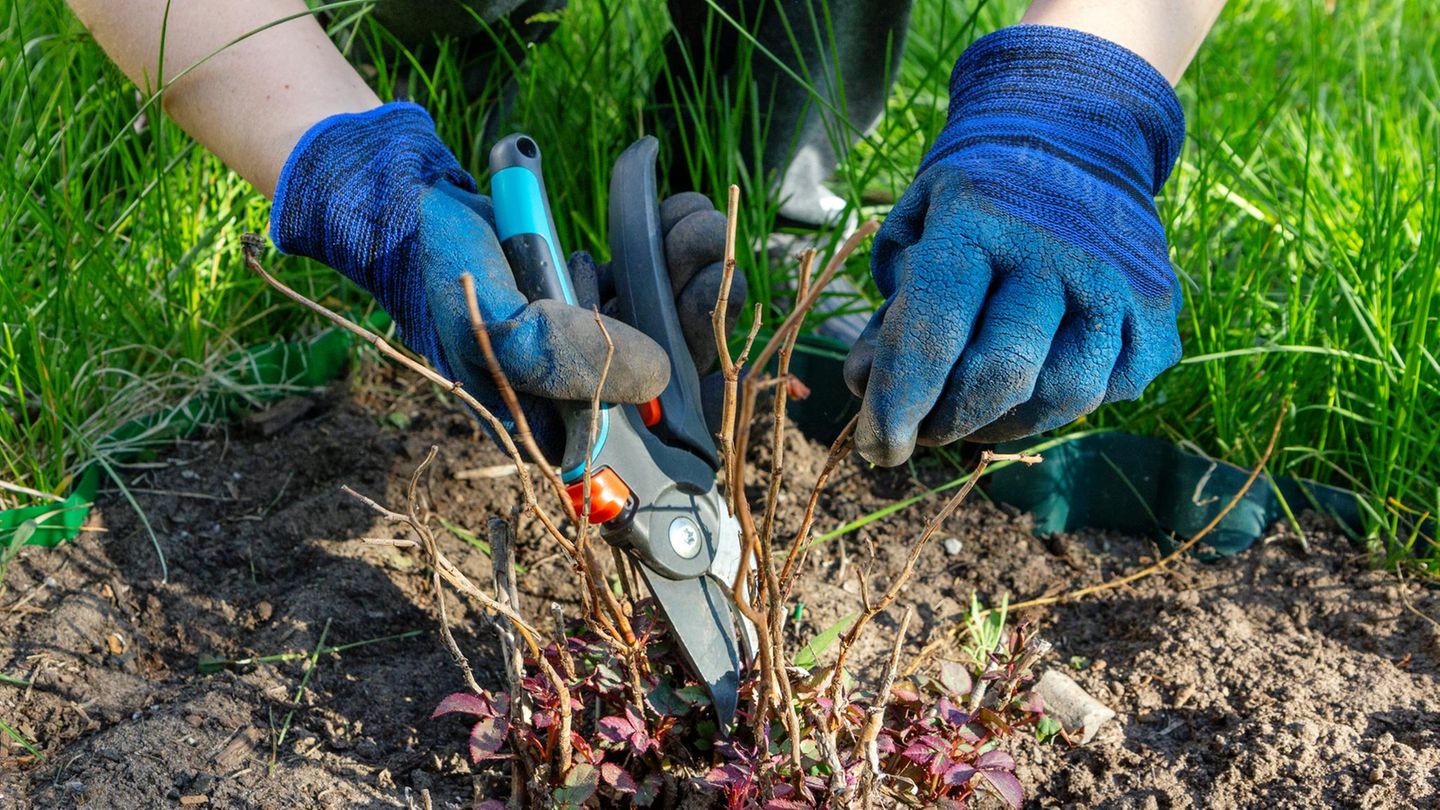 Kraut & Dübel: Bosch Akku-Gartenschere für 75 statt 107 Euro: Garten-Angebote am Dienstag