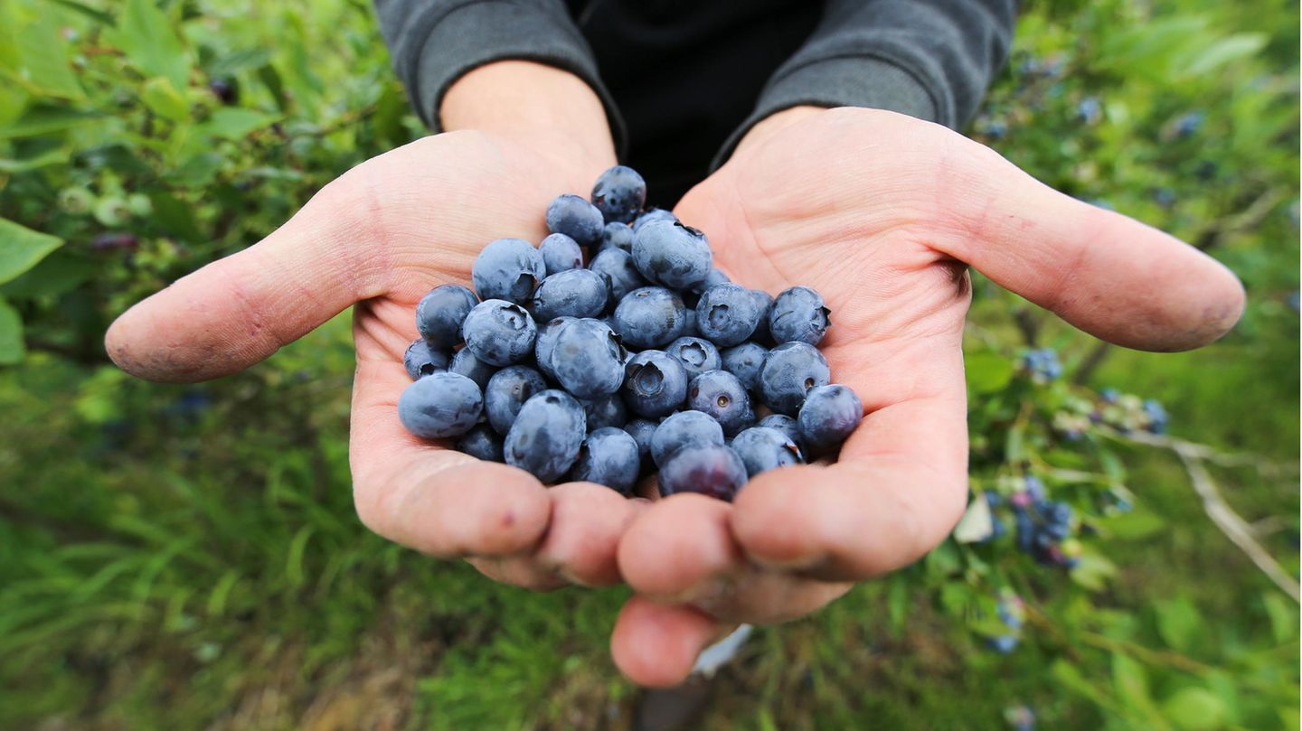 Blaubeeren: Energiebooster im Sommer oder total überschätzt?