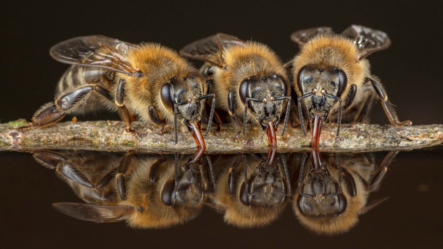 Fotografie: Die geheimnisvollen Honigsammler im Wald